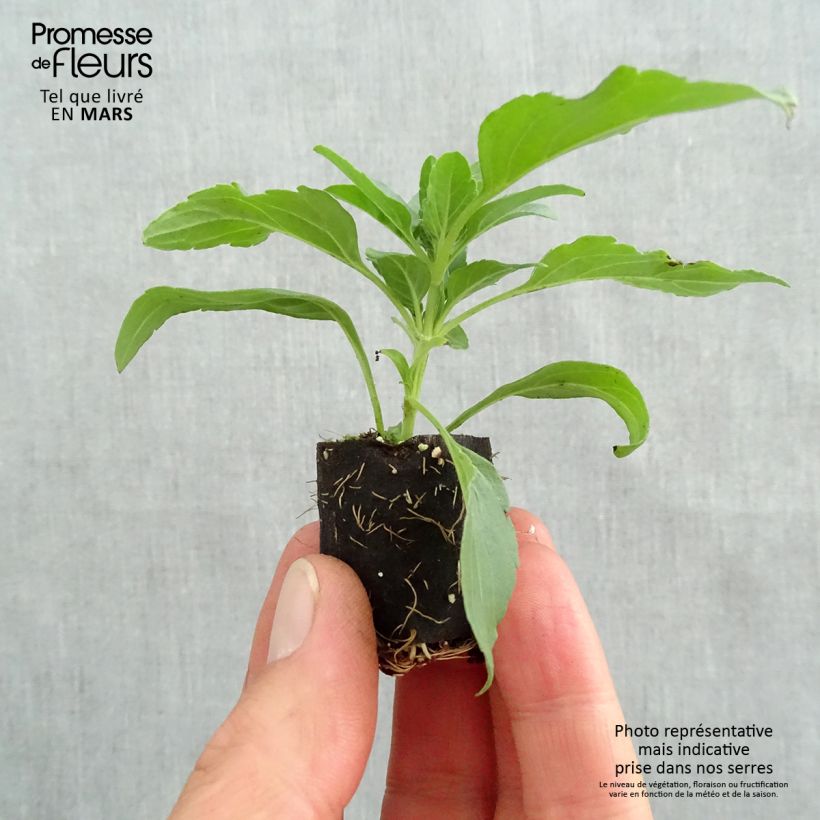 Salvia farinacea Sallyfun Sky Blue Plug plant 3/4cm sample as delivered in spring
