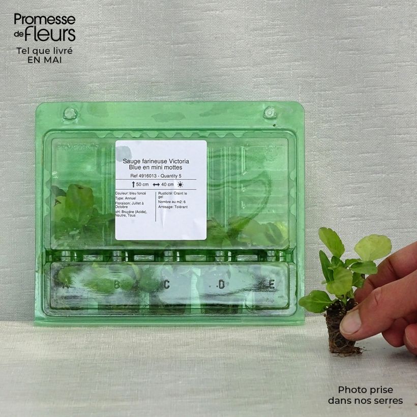 Salvia farinacea Victoria Blue - Mealy Cup Sage Plug plant 3/4cm sample as delivered in spring