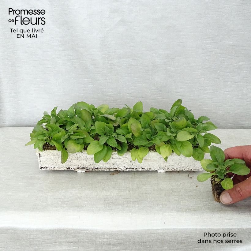 Salvia farinacea Victoria Blue - Mealy Cup Sage Plug plants 3.8 x 3.2cm - Tray of 16 sample as delivered in spring