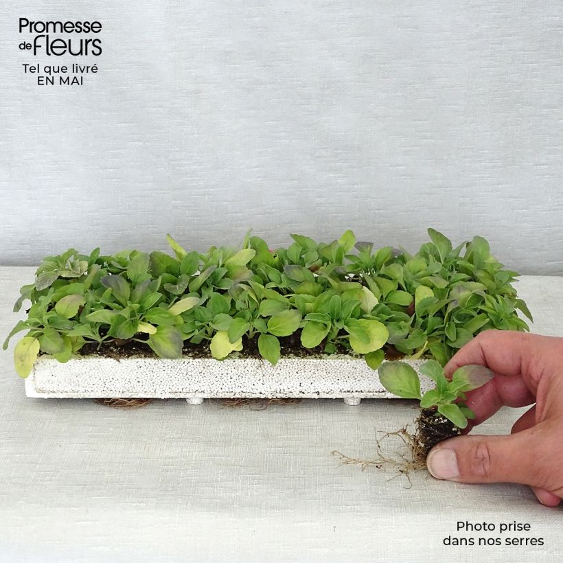 Salvia farinacea Victoria Blue - Mealy Cup Sage Plug plant 2.2cm x 2cm - Tray of 35 sample as delivered in spring