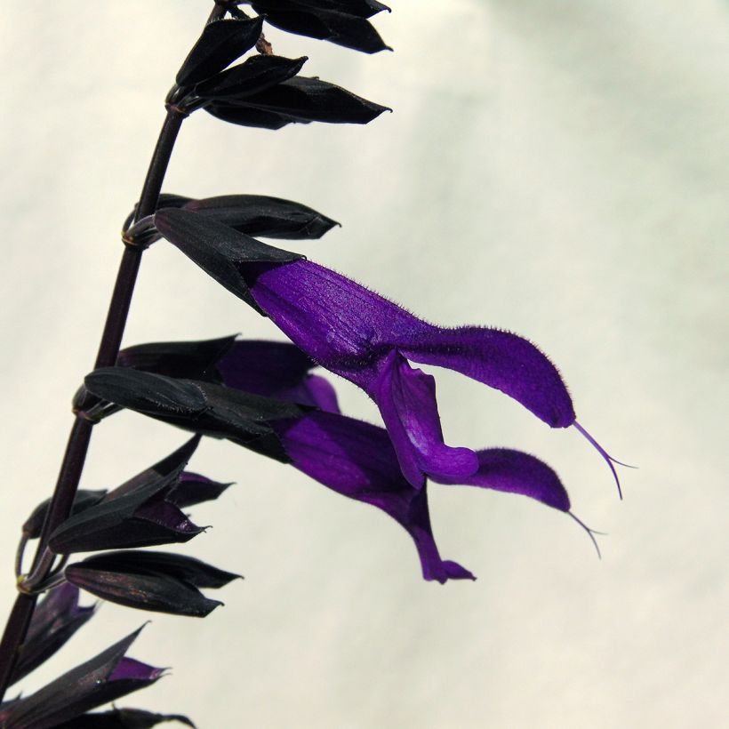 Salvia guaranitica Amistad violet (Flowering)