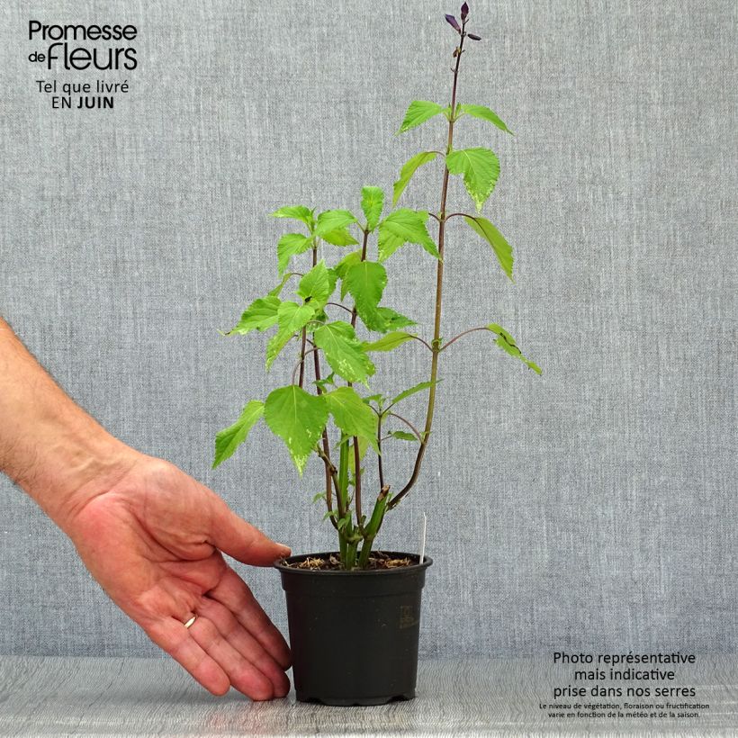 Salvia guaranitica Amistad violet 8/9 cm pot sample as delivered in summer