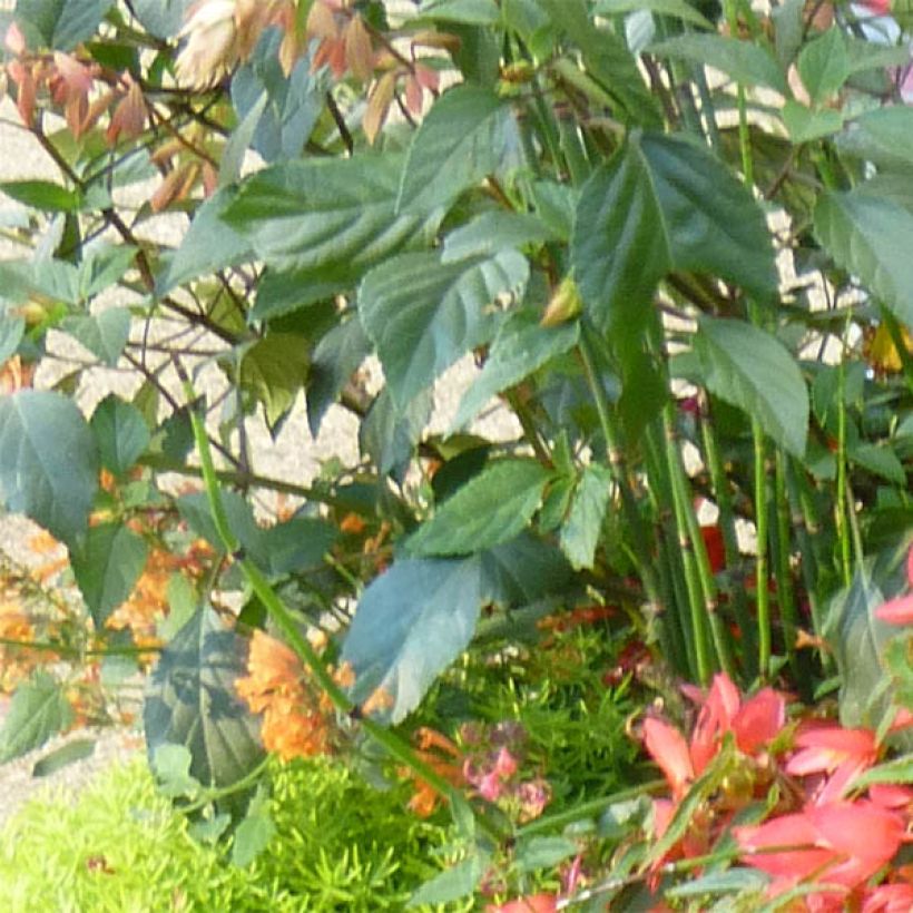 Salvia hybrida Embers Wish (Foliage)