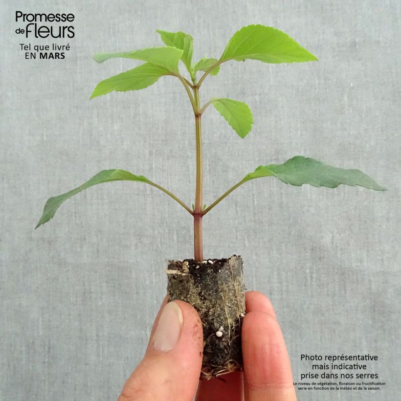 Salvia hybrida Embers Wish Plug plant 3/4cm sample as delivered in spring