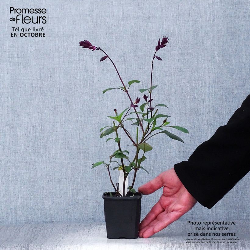 Salvia buchananii Love and Wishes 8/9 cm pot sample as delivered in autumn