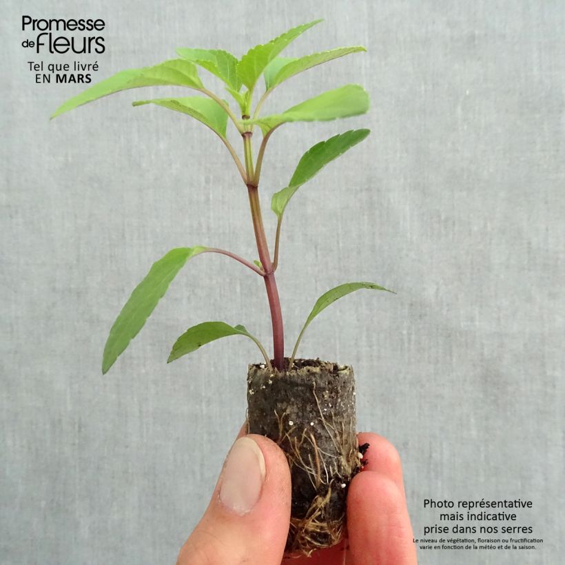 Salvia buchananii Love and Wishes Plug plant 3/4cm sample as delivered in spring