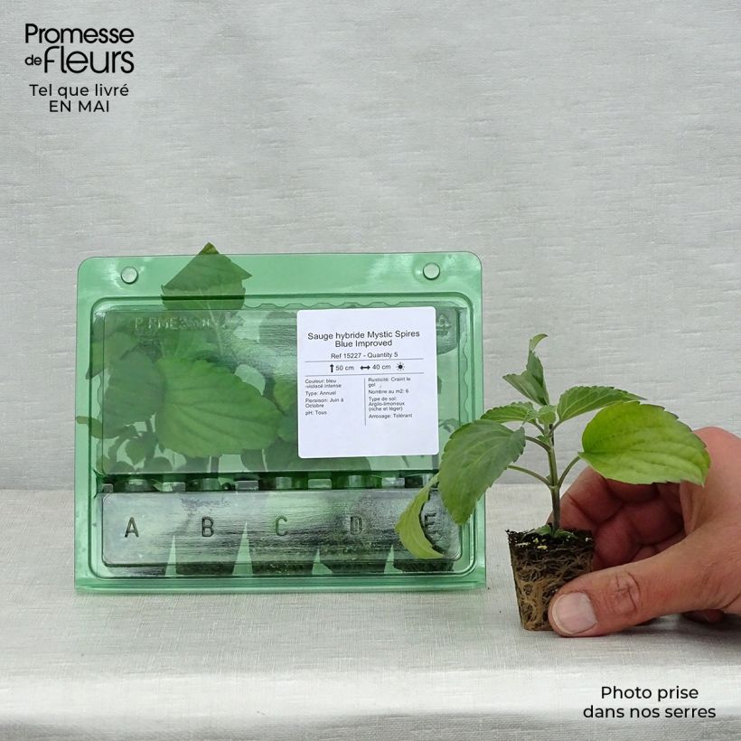 Salvia farinacea Mystic Spires Blue Improved Plug plant 3/4cm sample as delivered in spring
