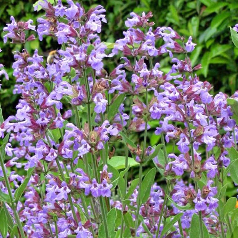 Salvia officinalis (Flowering)