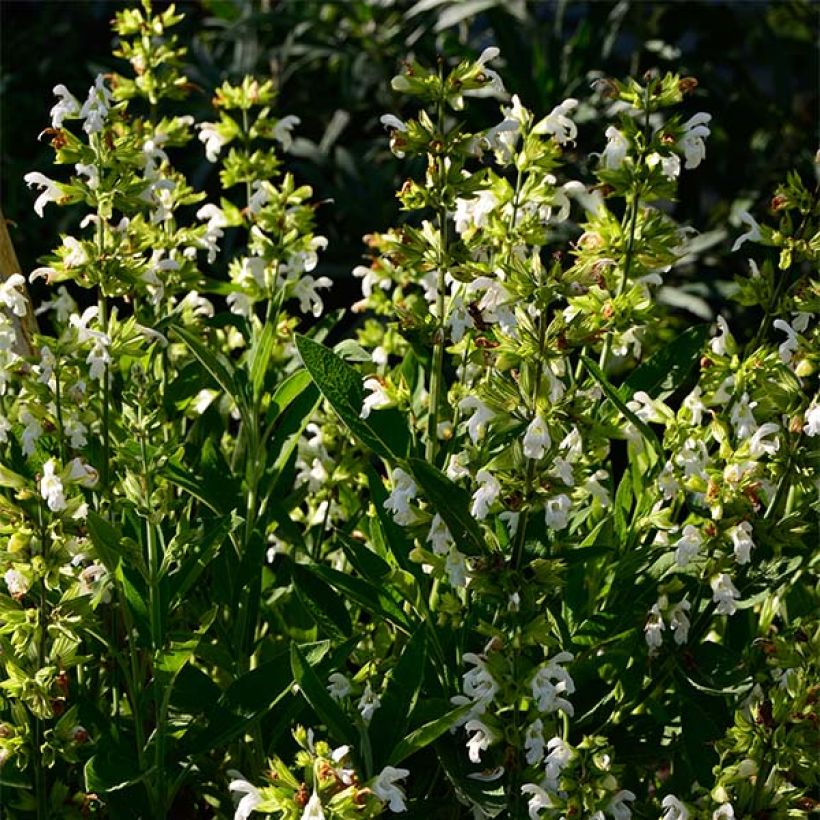 Salvia officinalis Albiflora (Plant habit)