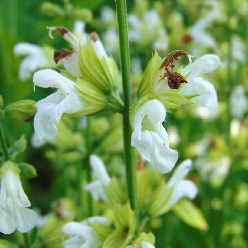 Salvia officinalis Albiflora (Flowering)