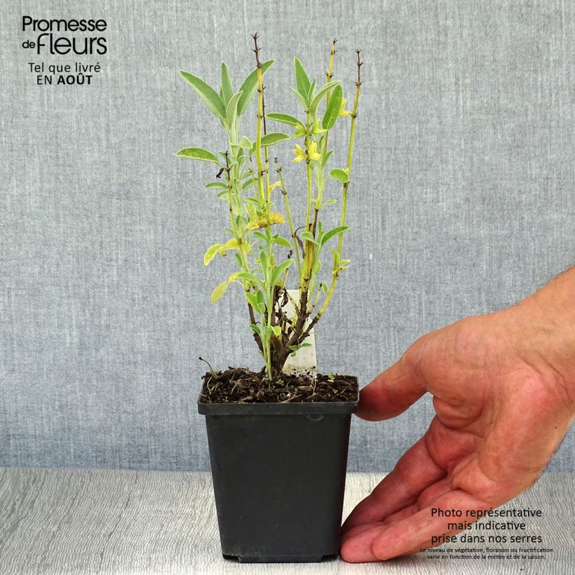 Salvia officinalis Albiflora 8/9 cm pot sample as delivered in summer