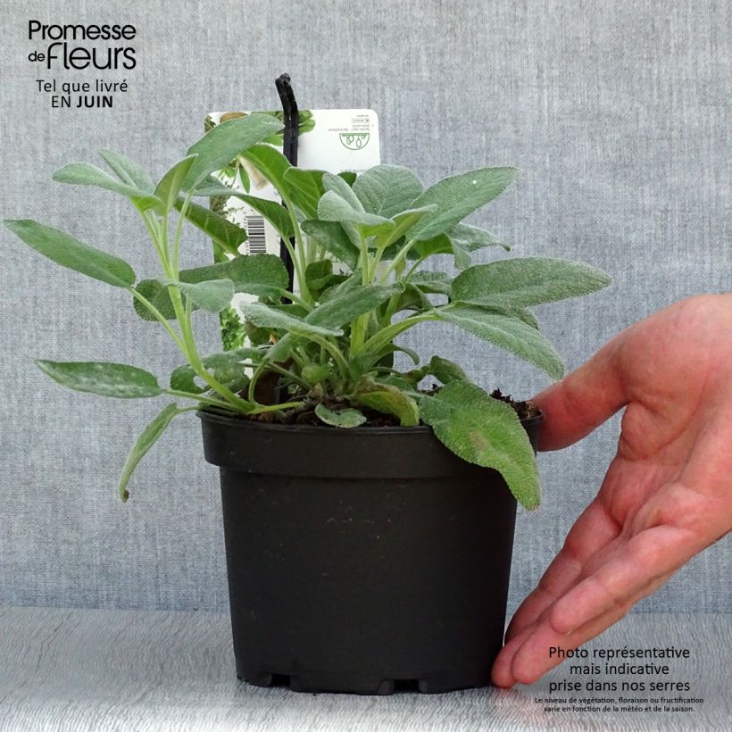 Salvia officinalis Berggarten 1.5L/2L pot sample as delivered in summer