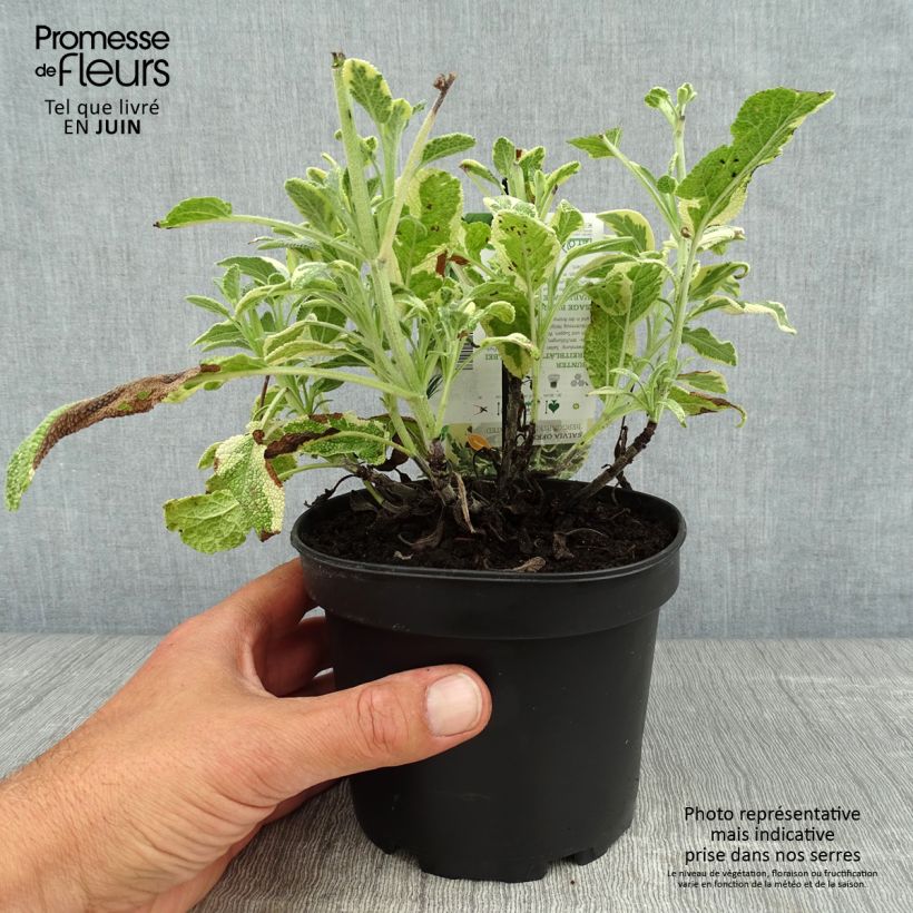 Salvia officinalis Berggarten Variegated 1.5L/2L pot sample as delivered in summer
