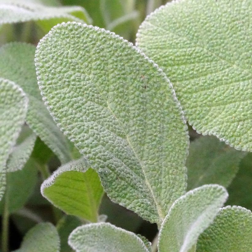 Salvia officinalis Berggarten (Foliage)