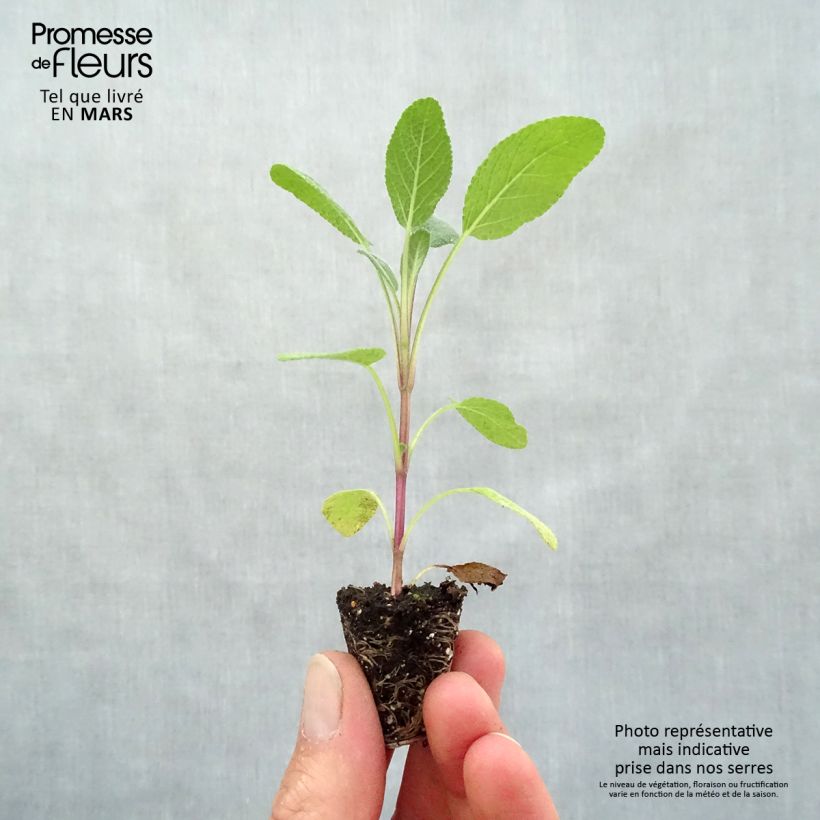 Salvia officinalis Growers Friend Plug plant 3/4cm sample as delivered in spring