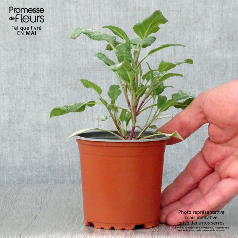 Salvia officinalis Growers Friend 8/9 cm pot sample as delivered in spring