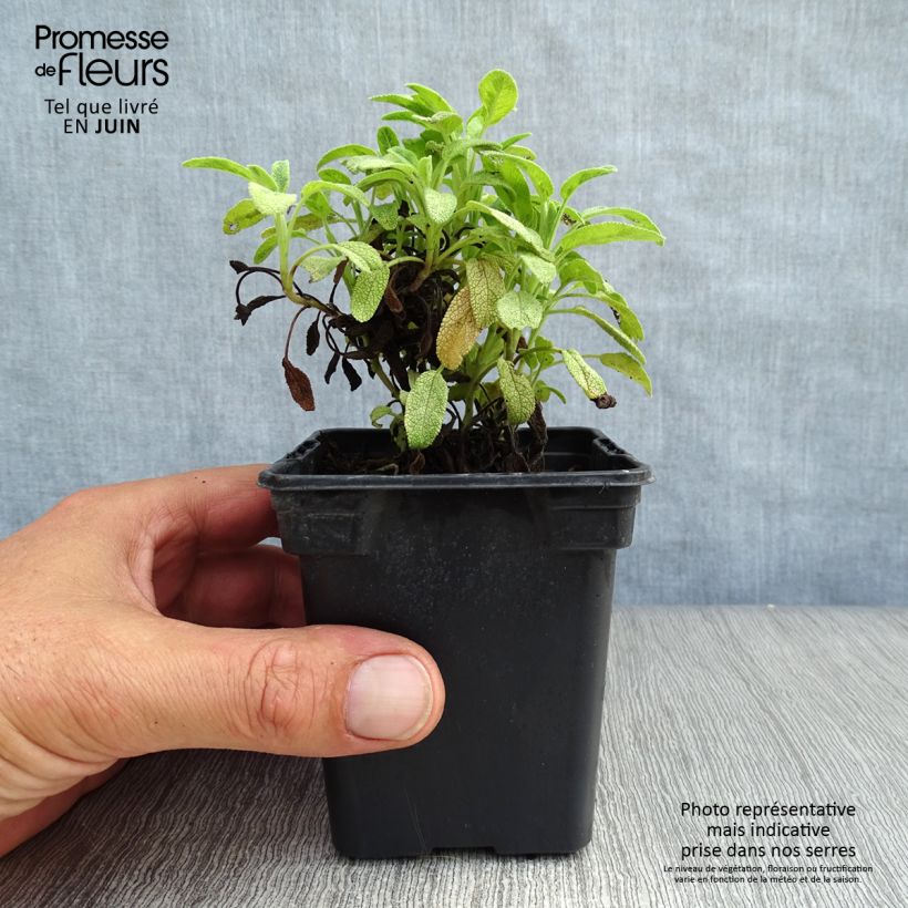Salvia officinalis Aurea 7/8 cm pot sample as delivered in summer