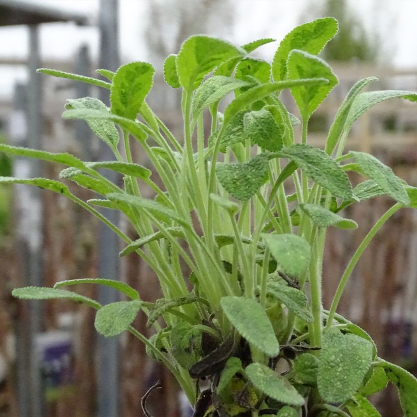 Salvia officinalis Aurea (Plant habit)