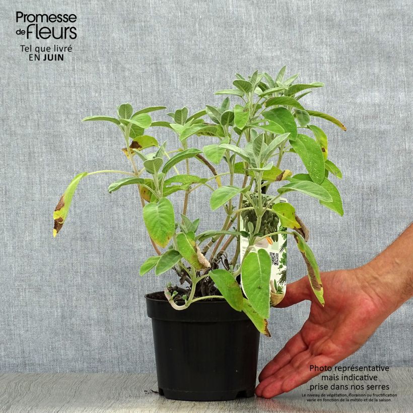 Salvia officinalis Maxima 1.5L/2L pot sample as delivered in summer