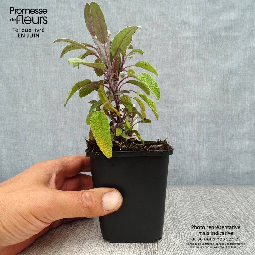 Salvia officinalis Purpurascens 7/8 cm pot sample as delivered in summer