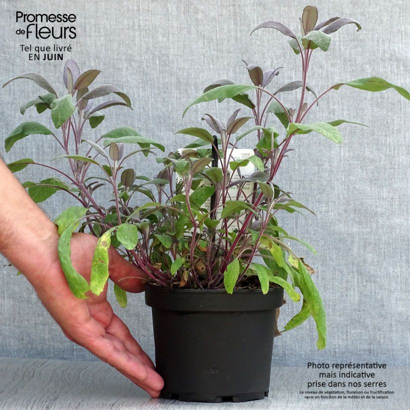 Salvia officinalis Purpurascens 1.5L/2L pot sample as delivered in summer