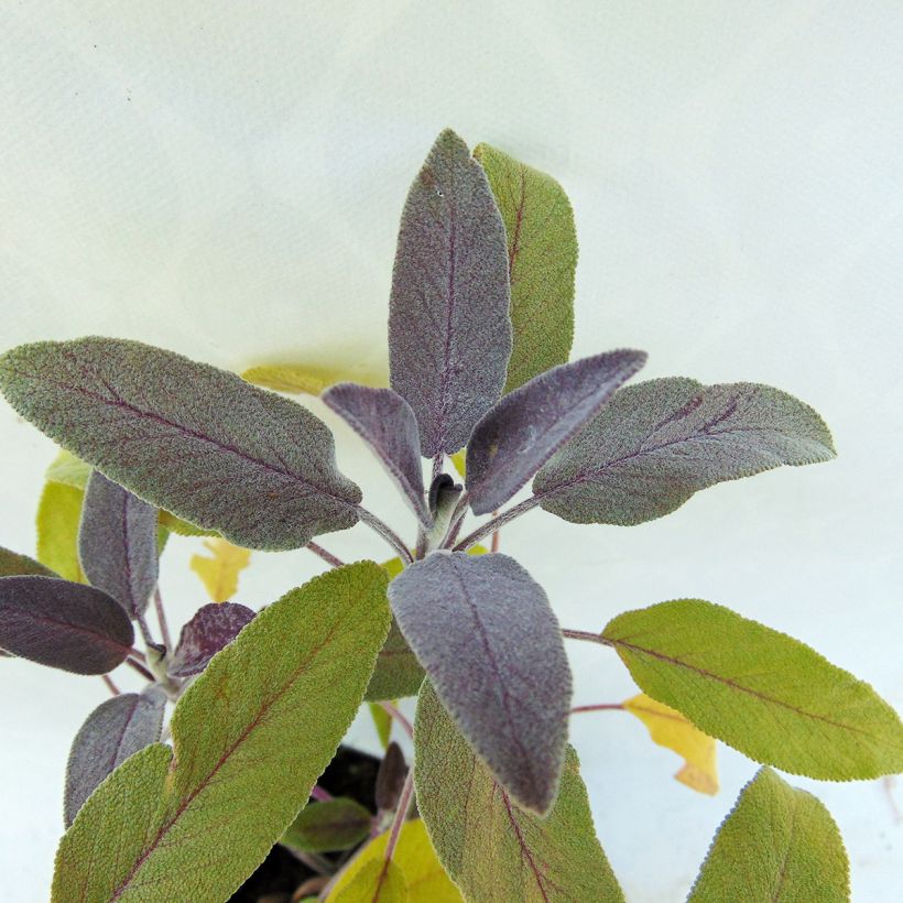Salvia officinalis Purpurascens (Foliage)