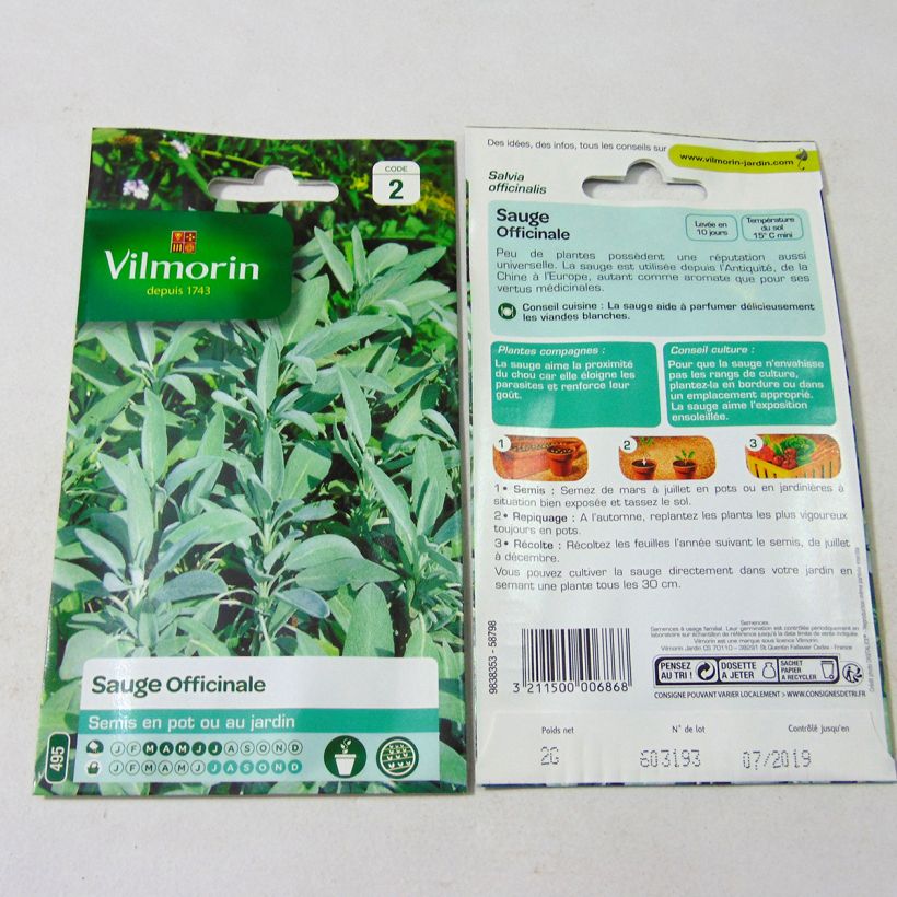 Example of Salvia officinalis, Common Sage - Vilmorin seeds per pack of 500 seeds (2g) specimen as delivered