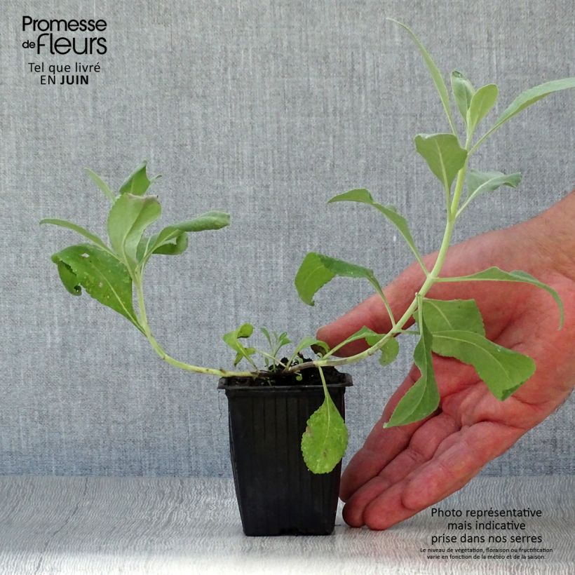 Salvia apiana 7/8 cm pot sample as delivered in summer