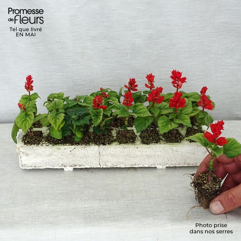 Salvia splendens Carambita Plug plants 3.8 x 3.2cm - Tray of 16 sample as delivered in spring