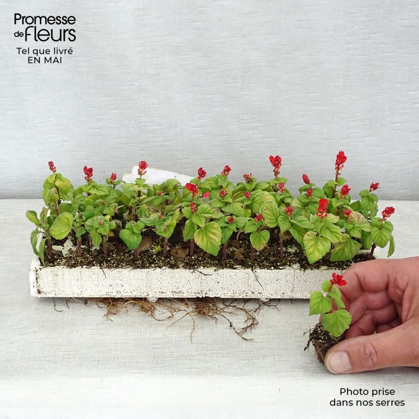 Salvia splendens Carambita Plug plant 2.2cm x 2cm - Tray of 35 sample as delivered in spring