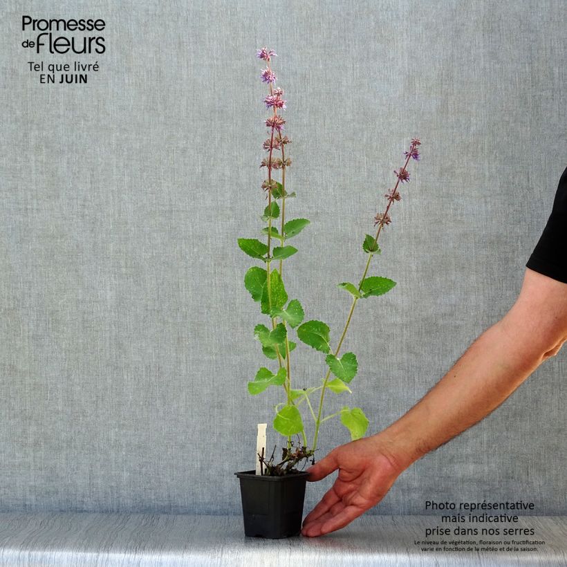 Salvia verticillata Endless Love 8/9 cm pot sample as delivered in summer