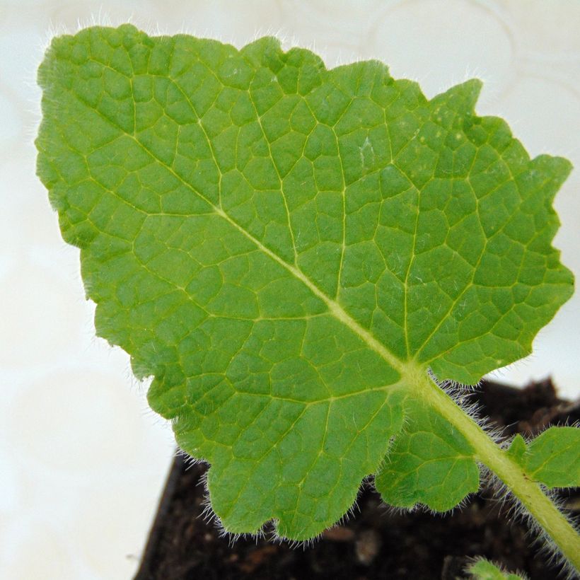 Salvia verticillata Purple Rain (Foliage)