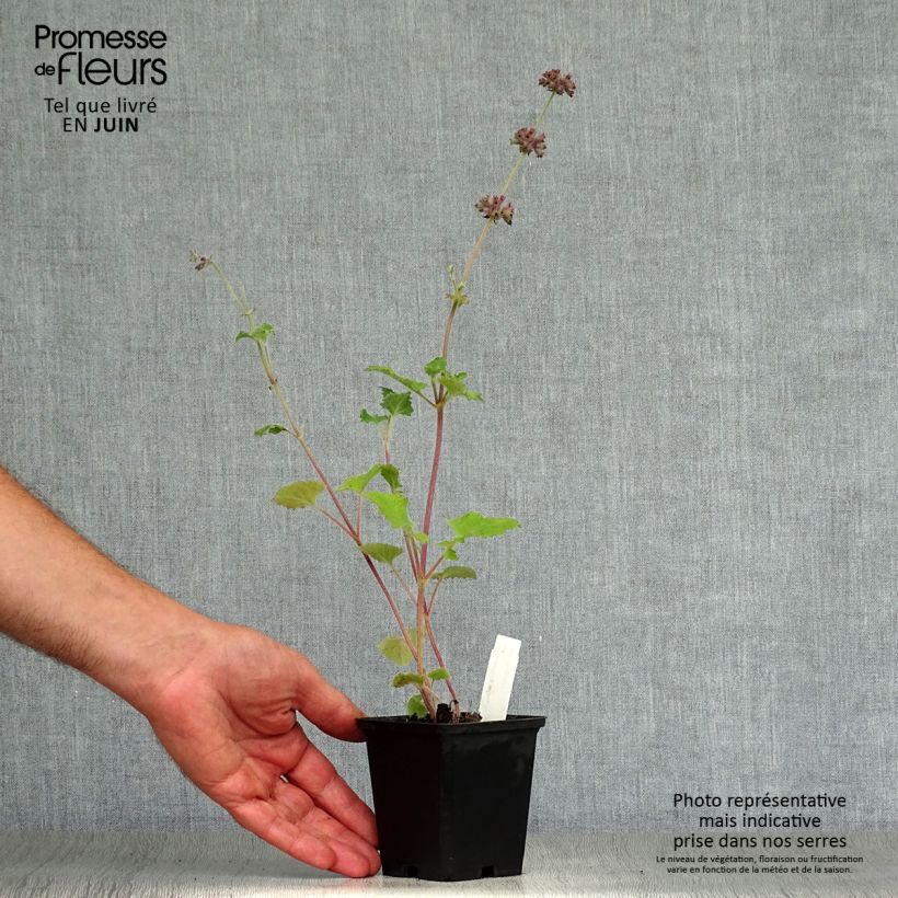 Salvia verticillata Purple Rain 8/9 cm pot sample as delivered in summer