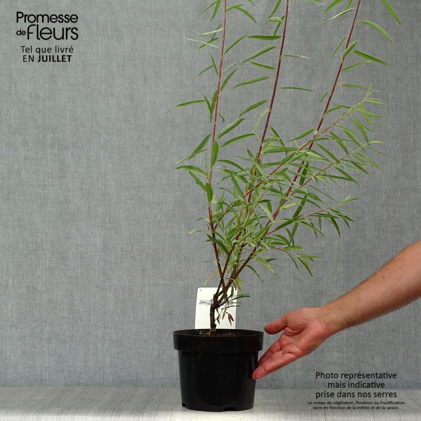 Salix acutifolia Blue Streak - Willow 3L/4L pot sample as delivered in summer