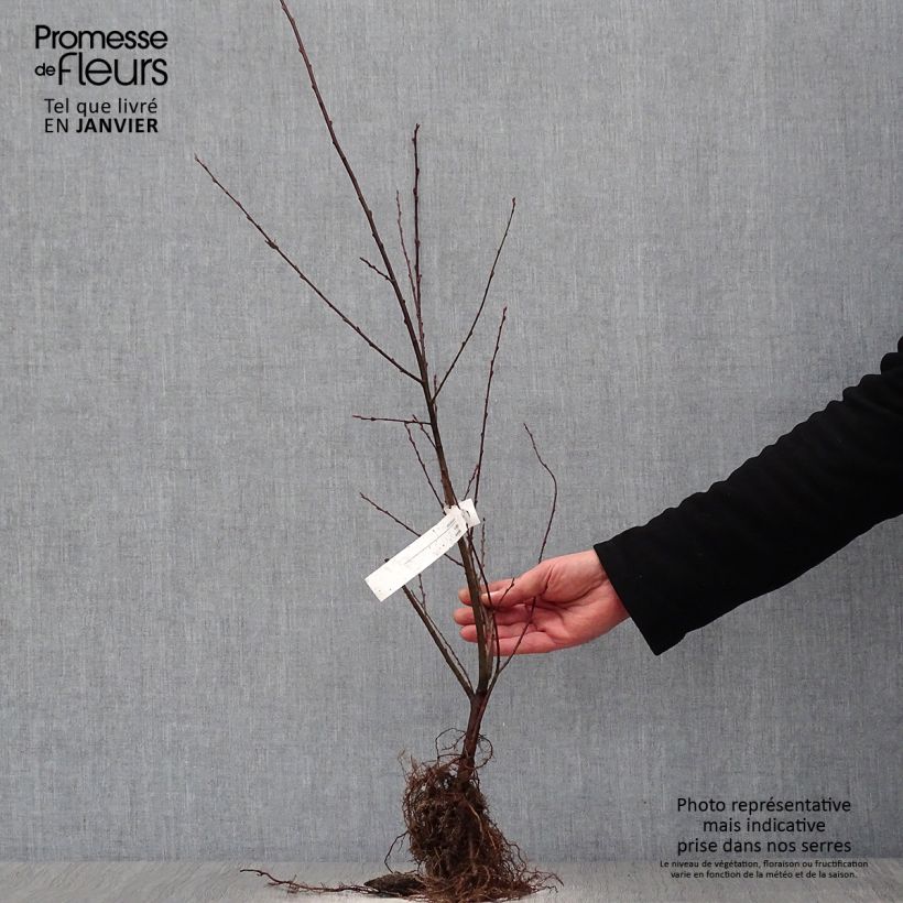 Salix aurita - Willow Bare root sample as delivered in winter
