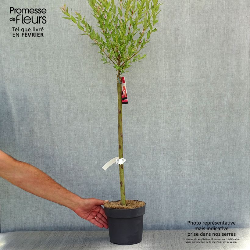Salix integra Flamingo - Flamingo Willow 2L/3L pot sample as delivered in autumn