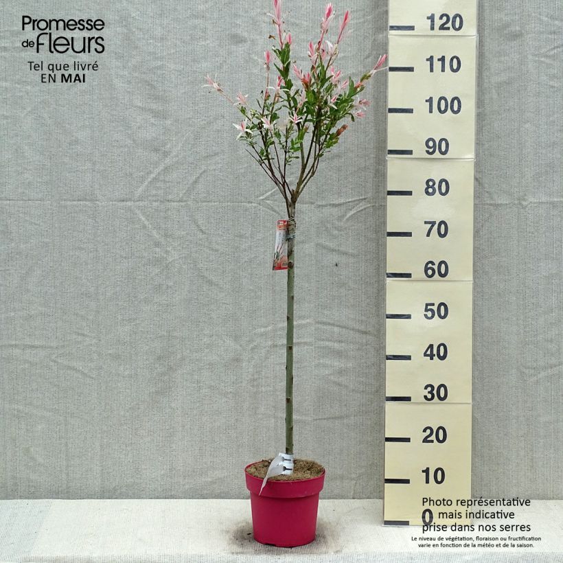 Salix integra Flamingo - Flamingo Willow 2L/3L pot sample as delivered in spring