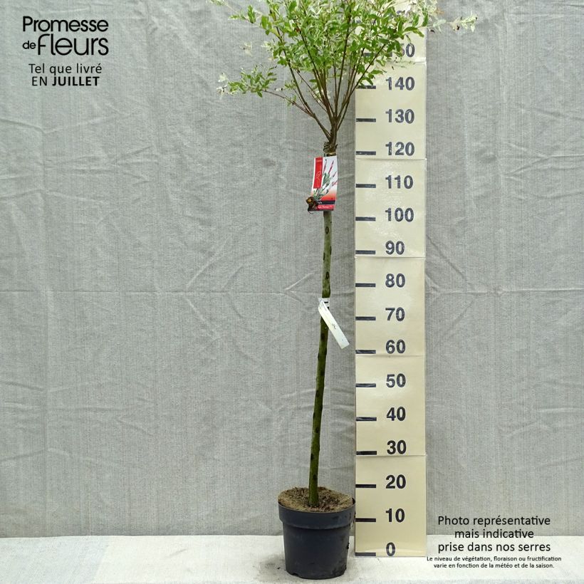 Salix integra Flamingo - Flamingo Willow 4L/5L pot sample as delivered in summer