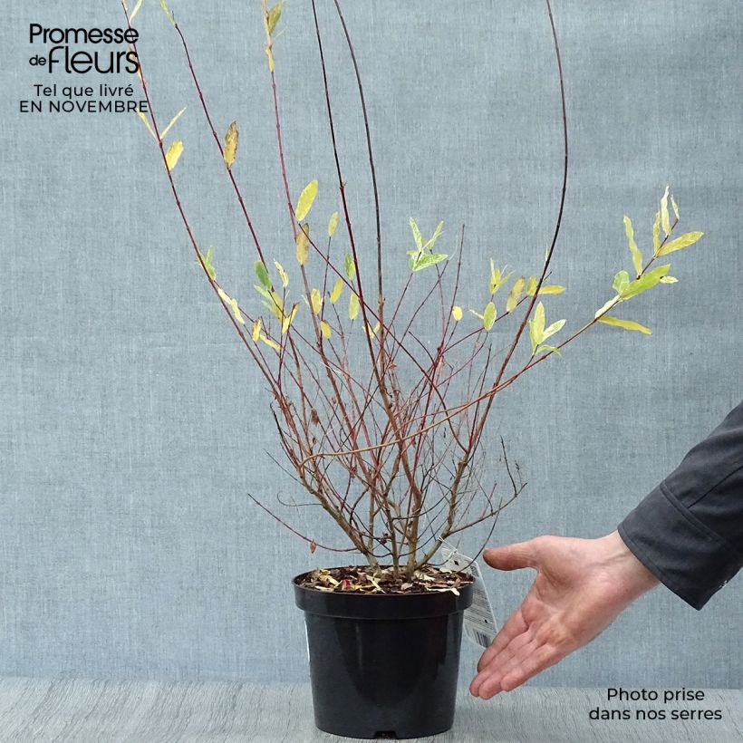 Salix integra Hakuro-Nishiki - Flamingo Willow 2L/3L pot sample as delivered in autumn