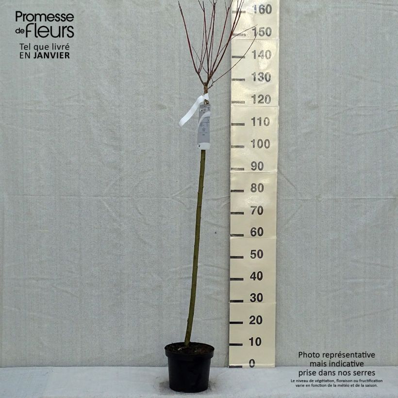 Salix integra Hakuro-Nishiki - Flamingo Willow 4L/5L pot sample as delivered in winter