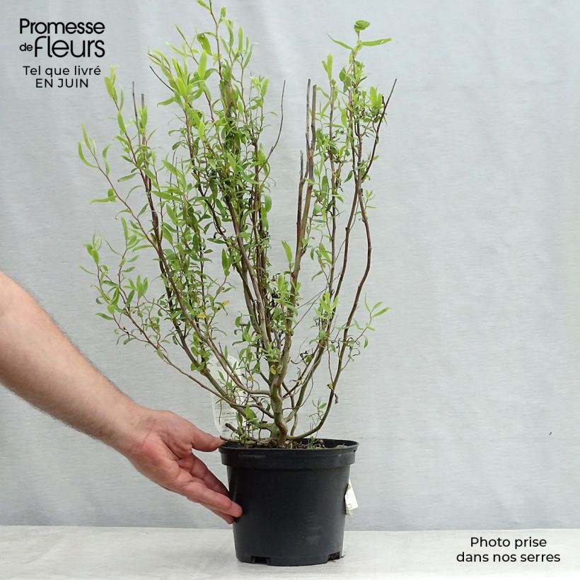 Salix matsudana Tortuosa - Dragon's Claw Willow 2L/3L pot sample as delivered in summer