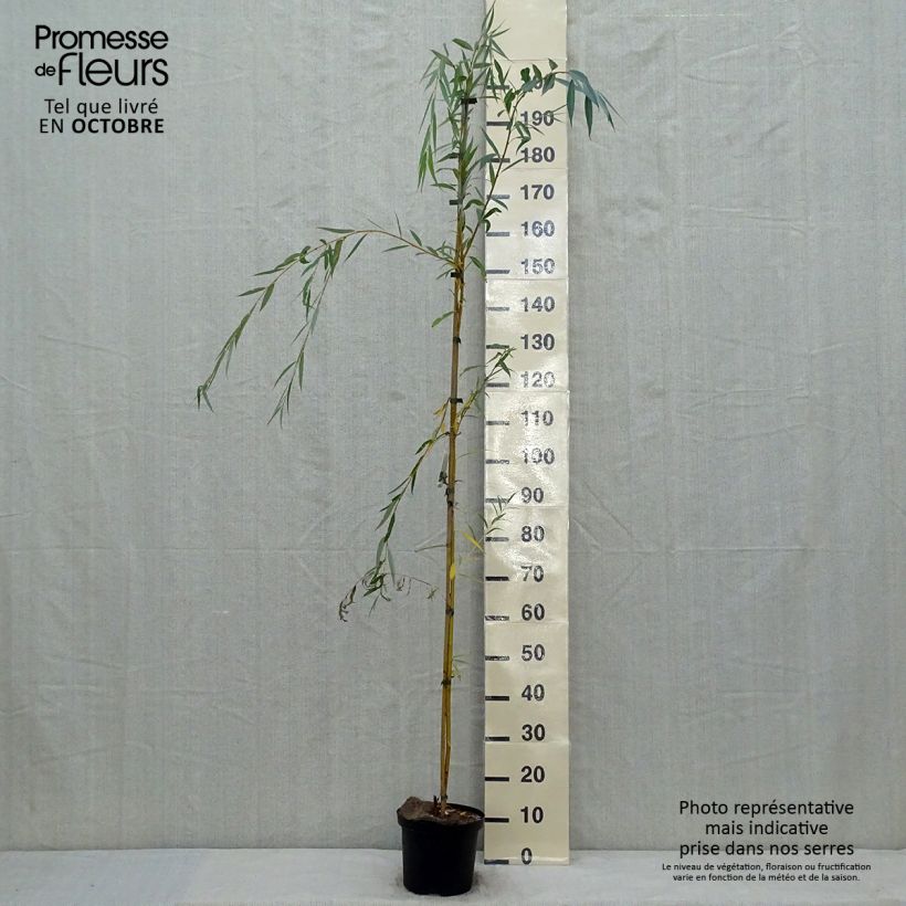 Salix alba Tristis - White Willow 4L/5L pot sample as delivered in autumn