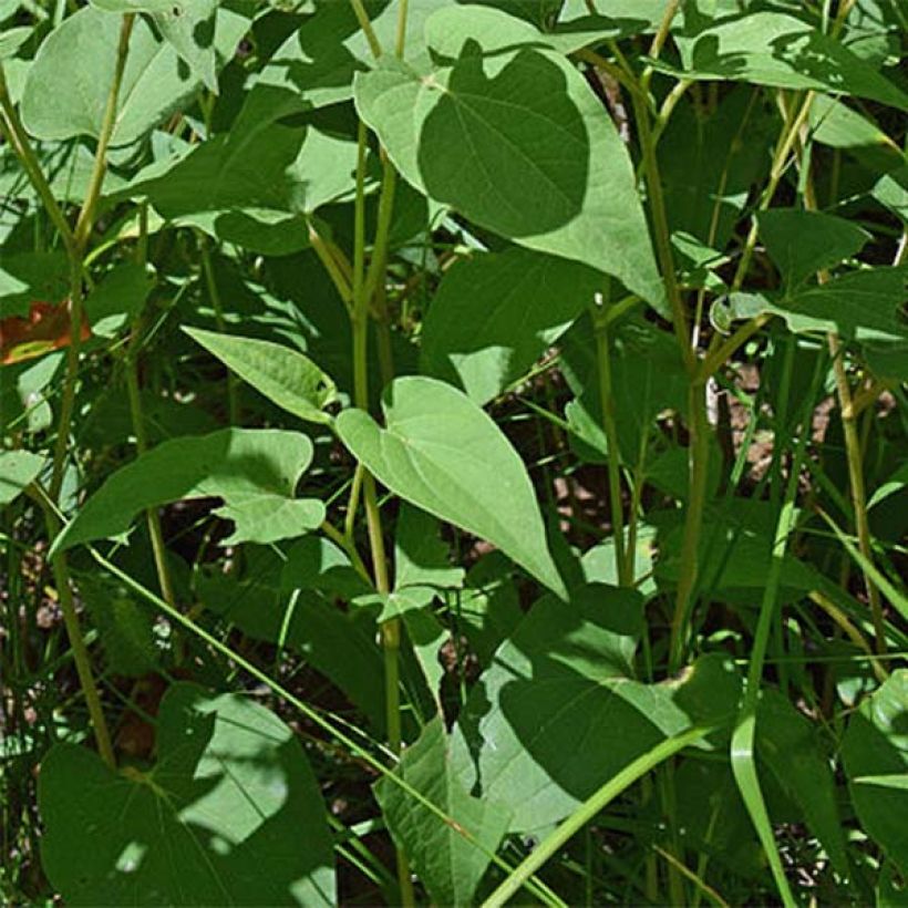 Saururus cernuus (Foliage)