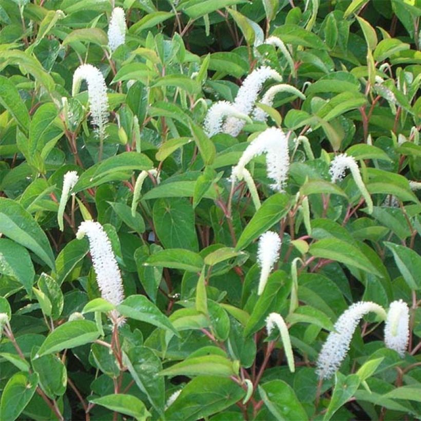 Saururus cernuus (Flowering)