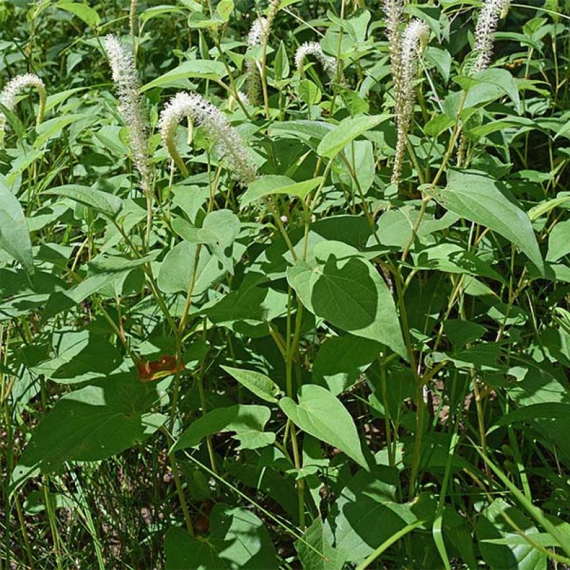 Saururus cernuus (Plant habit)