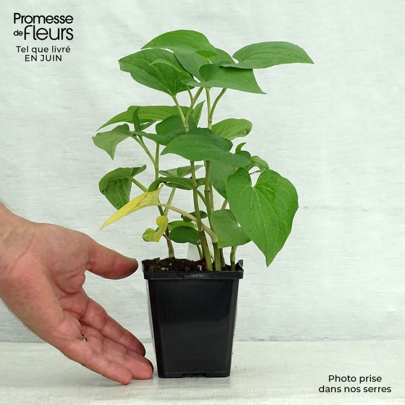 Saururus cernuus 8/9 cm pot sample as delivered in summer
