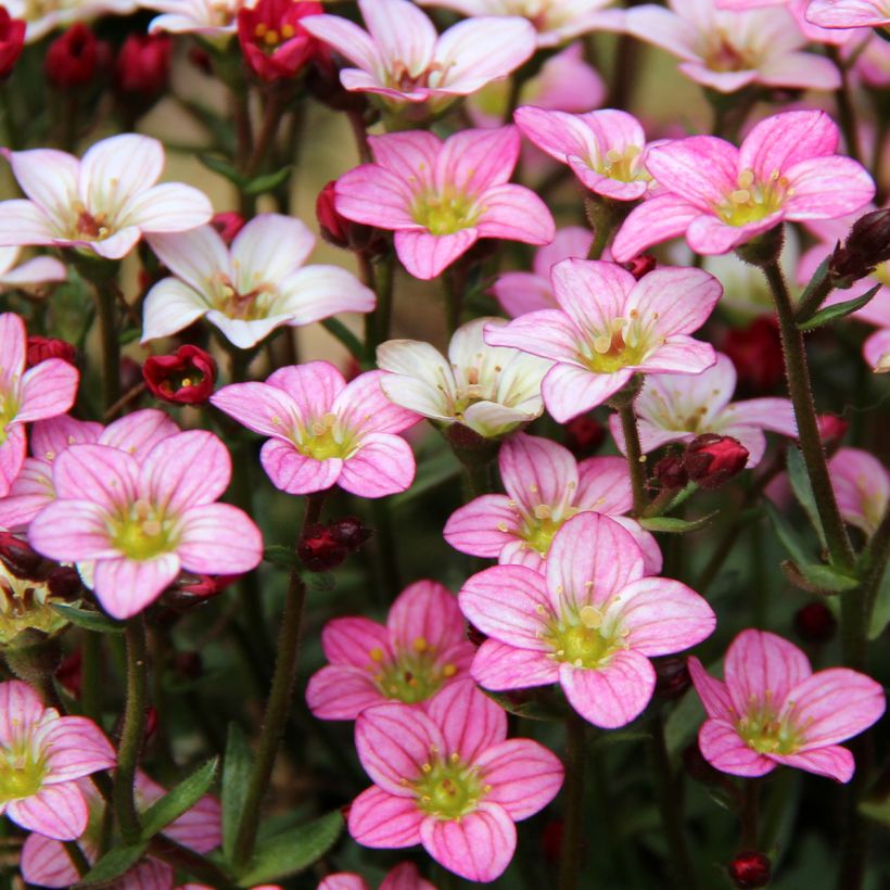 Saxifraga Irish (Flowering)