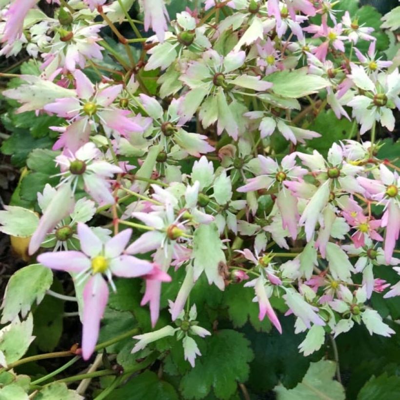 Saxifraga Lakmé (Flowering)