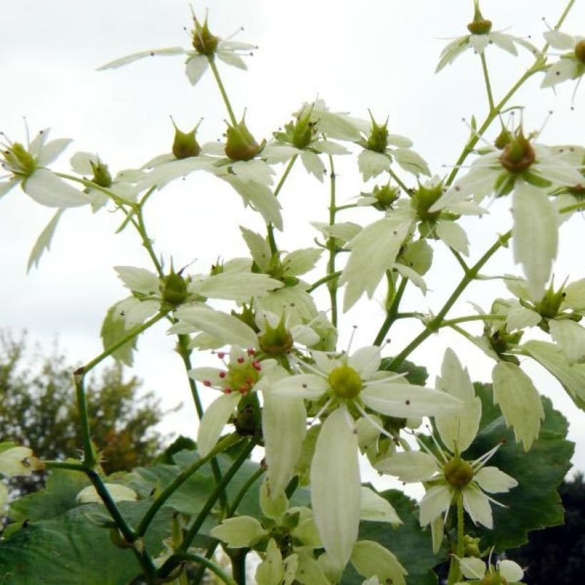 Saxifraga OPERA Orpheus (Flowering)