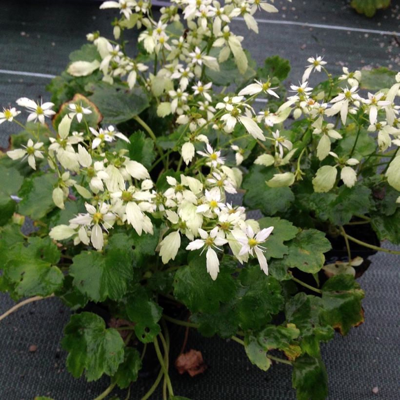 Saxifraga OPERA Orpheus (Plant habit)